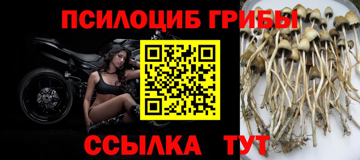 Псилоцибиновые грибы MAGIC MUSHROOMS  Вход с VPN  Дербент 